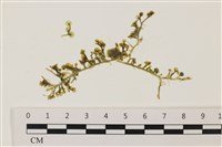 盾葉蕨藻藏品圖，第1張