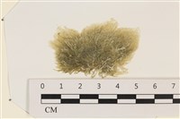 登錄號:A00002330藏品圖，第1張