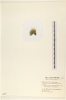 登錄號:A00002331藏品圖，第3張