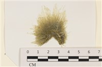 登錄號:A00002331藏品圖，第1張