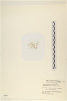 登錄號:A00002333藏品圖，第3張