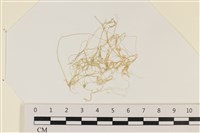 登錄號:A00002333藏品圖，第1張