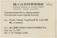 粗硬毛藻, 綠苔藏品圖，第2張