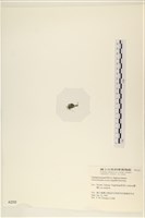 粗硬毛藻, 綠苔藏品圖，第3張