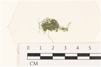 粗硬毛藻, 綠苔藏品圖，第1張