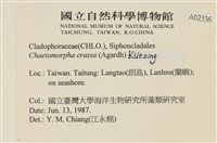 粗硬毛藻, 綠苔藏品圖，第2張