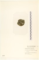 粗硬毛藻, 綠苔藏品圖，第3張