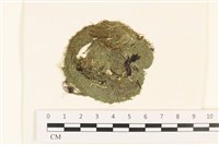 粗硬毛藻, 綠苔藏品圖，第1張