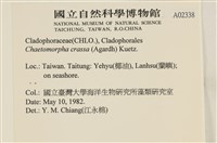 粗硬毛藻, 綠苔藏品圖，第2張