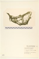 粗硬毛藻, 綠苔藏品圖，第1張