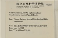 粗硬毛藻, 綠苔藏品圖，第2張