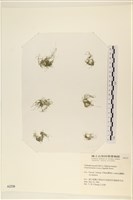 粗硬毛藻, 綠苔藏品圖，第1張