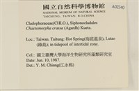 粗硬毛藻, 綠苔藏品圖，第2張