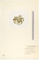 粗硬毛藻, 綠苔藏品圖，第3張