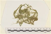 粗硬毛藻, 綠苔藏品圖，第1張