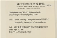 粗硬毛藻, 綠苔藏品圖，第2張