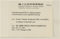 粗硬毛藻, 綠苔藏品圖，第2張