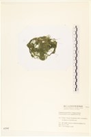 粗硬毛藻, 綠苔藏品圖，第3張