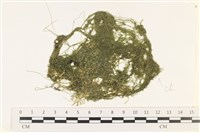粗硬毛藻, 綠苔藏品圖，第1張