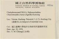 粗硬毛藻, 綠苔藏品圖，第2張