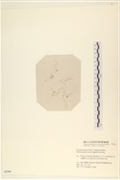 粗硬毛藻, 綠苔藏品圖，第1張