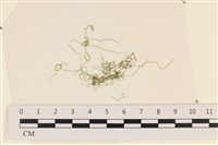 登錄號:A00002345藏品圖，第1張