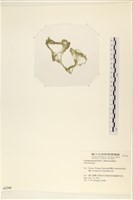 登錄號:A00002346藏品圖，第3張