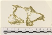 登錄號:A00002346藏品圖，第1張