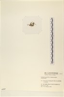 登錄號:A00002347藏品圖，第3張