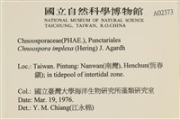 海鹿角苔藏品圖，第2張