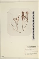海鹿角苔藏品圖，第1張