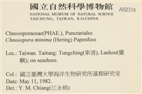 小毛孢藻, 小鹿角苔藏品圖，第2張