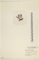 小毛孢藻, 小鹿角苔藏品圖，第3張