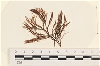 小毛孢藻, 小鹿角苔藏品圖，第1張