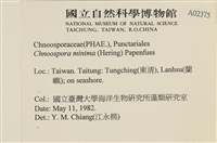 小毛孢藻, 小鹿角苔藏品圖，第2張