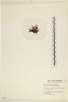 小毛孢藻, 小鹿角苔藏品圖，第3張