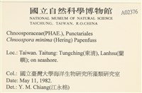 小毛孢藻, 小鹿角苔藏品圖，第2張