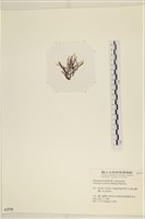 小毛孢藻, 小鹿角苔藏品圖，第3張