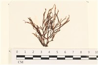 小毛孢藻, 小鹿角苔藏品圖，第1張
