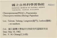 小毛孢藻, 小鹿角苔藏品圖，第2張
