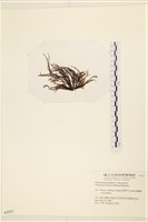 小毛孢藻, 小鹿角苔藏品圖，第3張