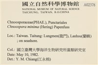 小毛孢藻, 小鹿角苔藏品圖，第2張