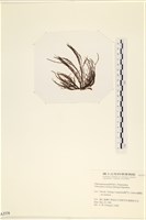 小毛孢藻, 小鹿角苔藏品圖，第3張