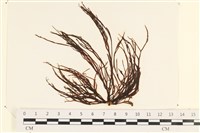小毛孢藻, 小鹿角苔藏品圖，第1張