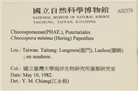 小毛孢藻, 小鹿角苔藏品圖，第2張