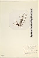 小毛孢藻, 小鹿角苔藏品圖，第3張
