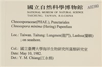 小毛孢藻, 小鹿角苔藏品圖，第2張