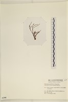 小毛孢藻, 小鹿角苔藏品圖，第3張
