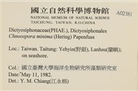 小毛孢藻, 小鹿角苔藏品圖，第2張