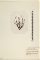 小毛孢藻, 小鹿角苔藏品圖，第1張